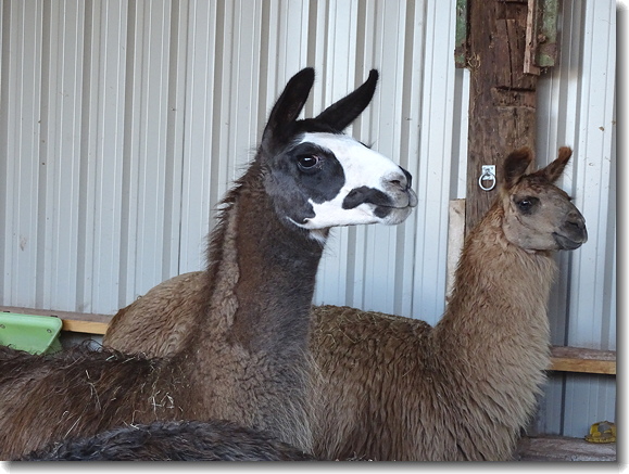 llama