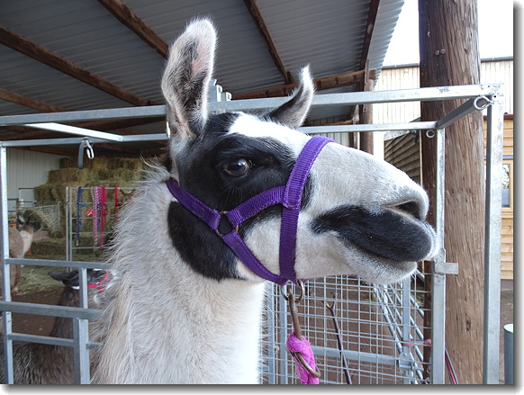 llama