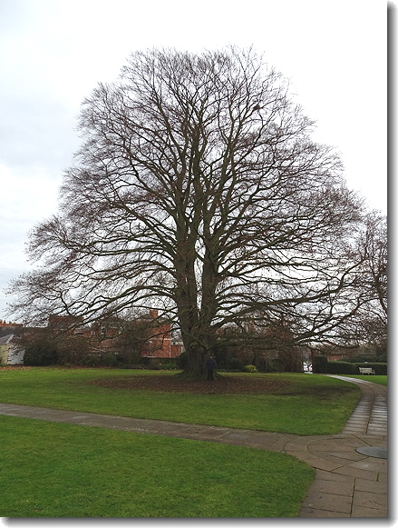 tree