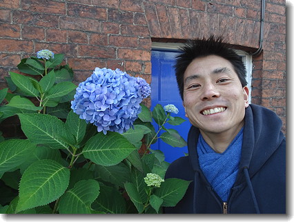 hydrangea
