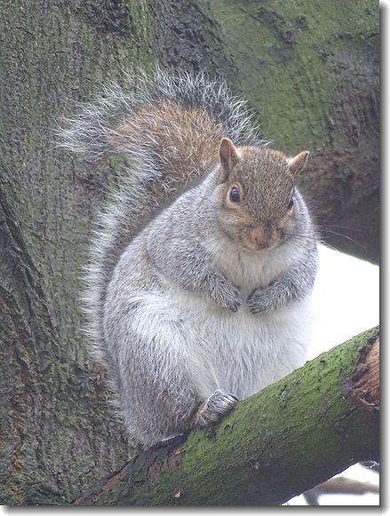 squirrel