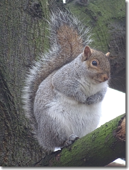 squirrel
