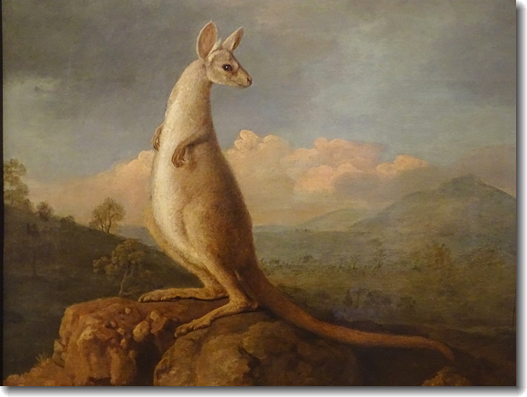 kangaroo