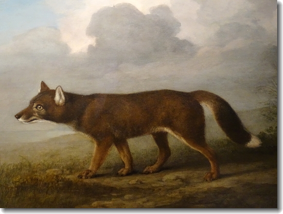 dingo