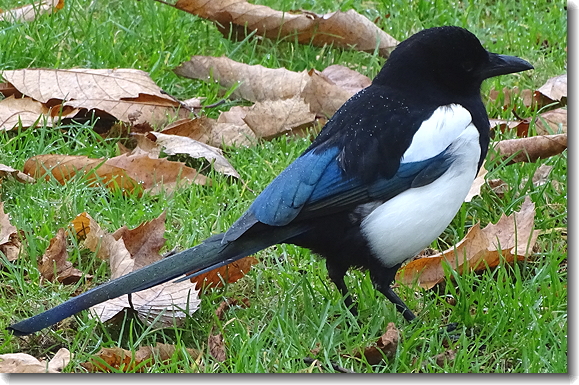 magpie