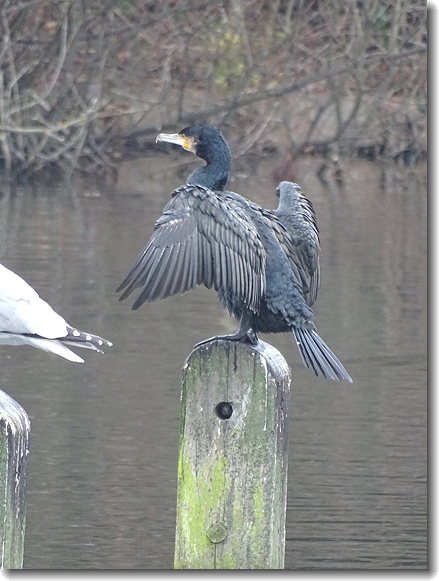 cormorant