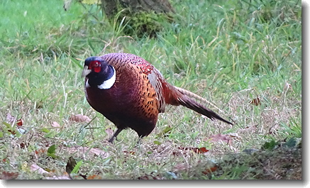 pheasant