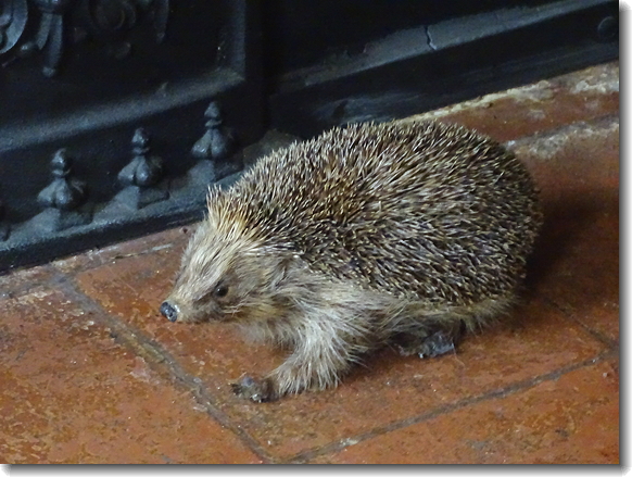 hedgehog
