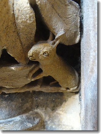 rabbit