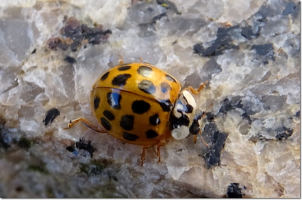 ladybird
