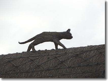 cat