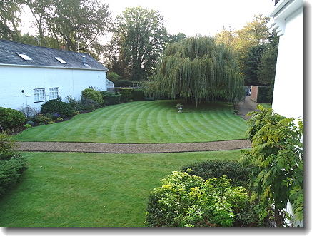 grass
