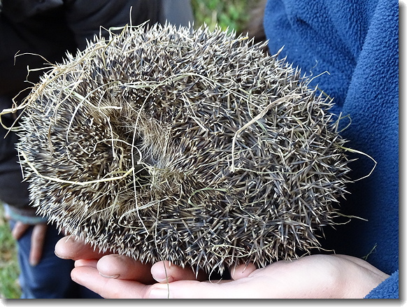 hedgehog