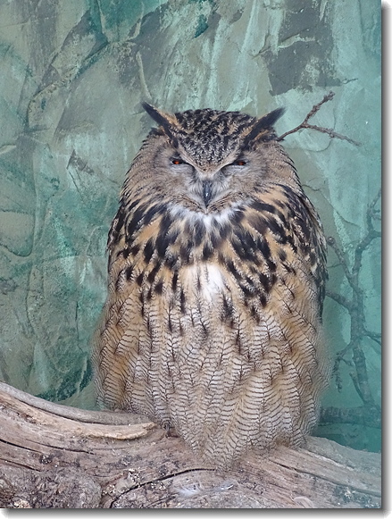 Eagle Owl