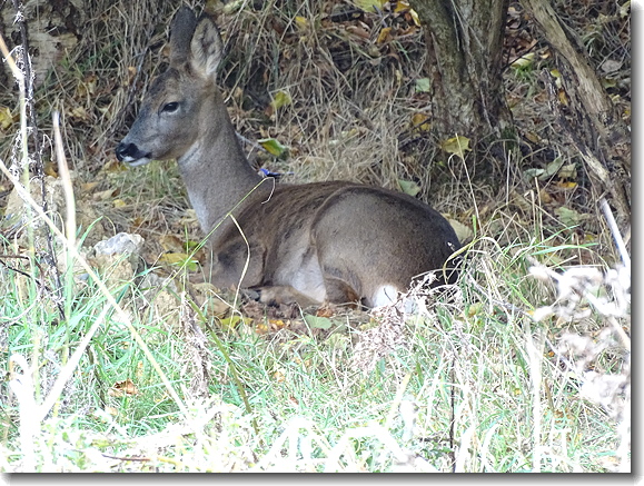 Roe Deer