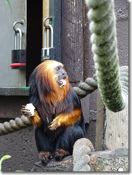 monkey