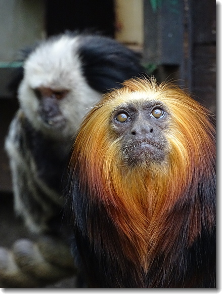monkey