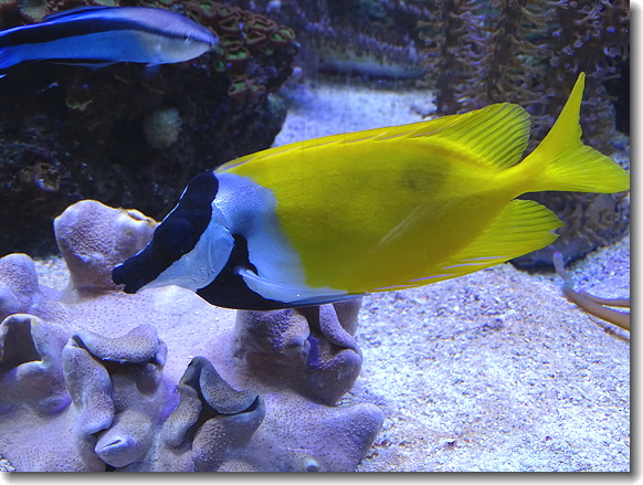 yellow fish