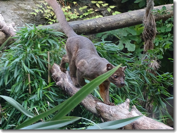 fossa