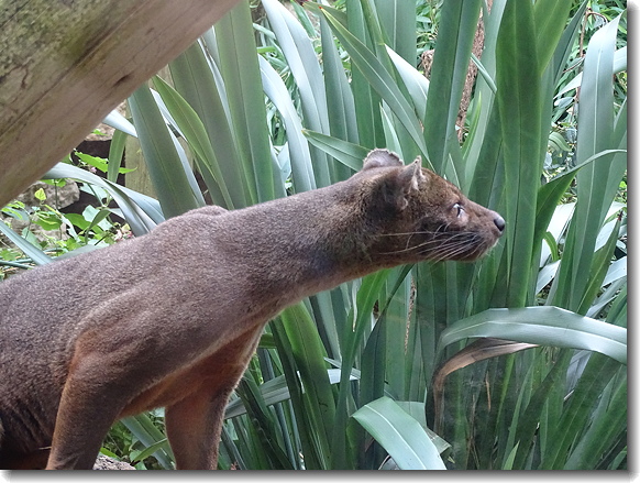 fossa