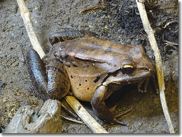 Chicken Frog