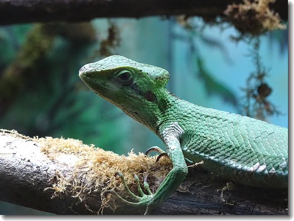 Cone Headed Lizard