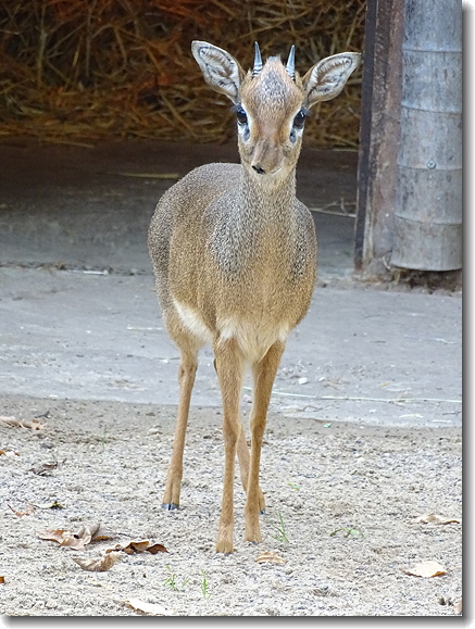 Dik Dik