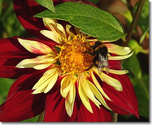 bee