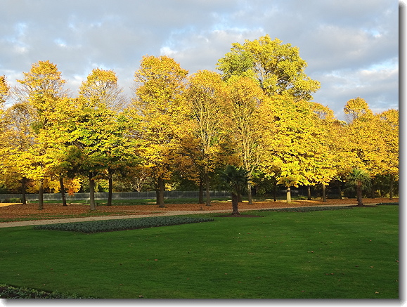 trees