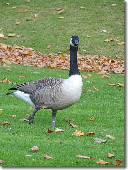 goose