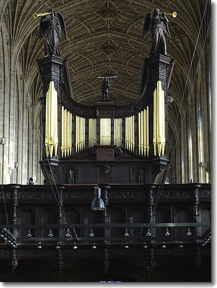 organ
