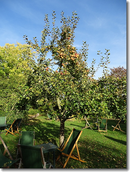 apple tree