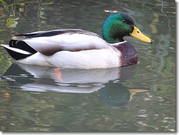 duck