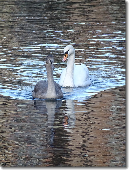 swans