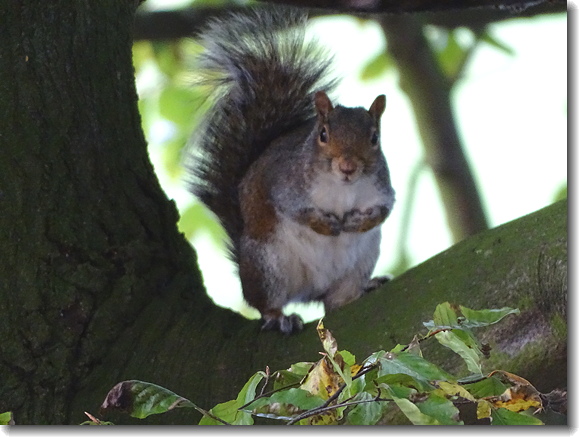 squirrel