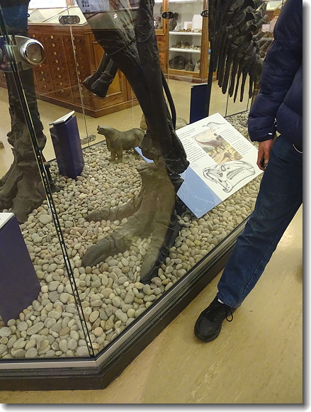 foot