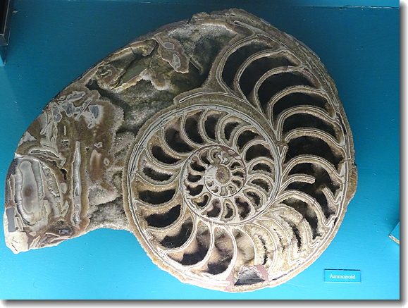 ammoid