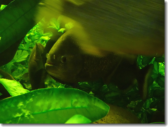 piranha