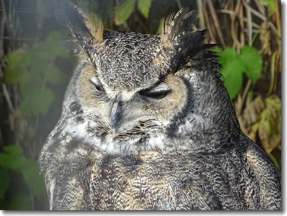 owl