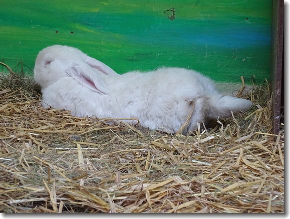 rabbit