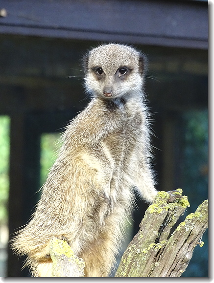 meerkat