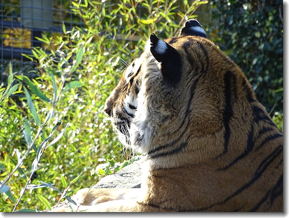 tiger