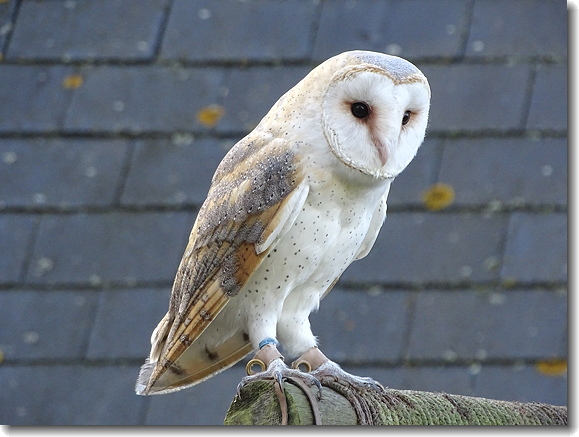 barn owl