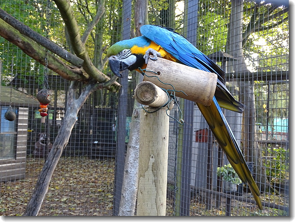 macaw
