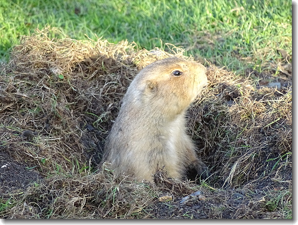 prairie dogs
