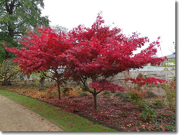 japanese maple