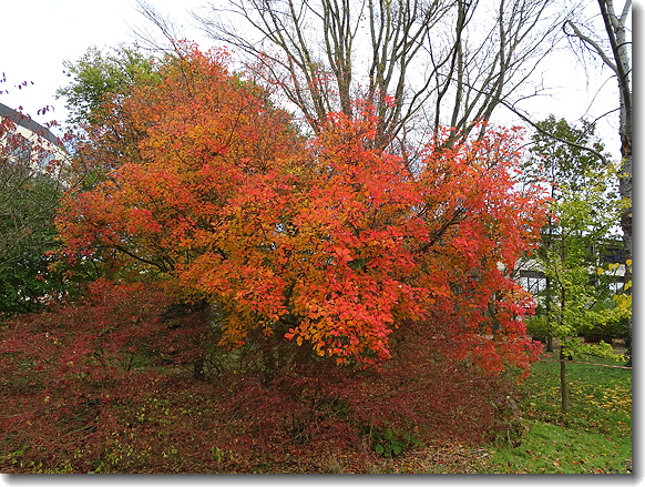 colour