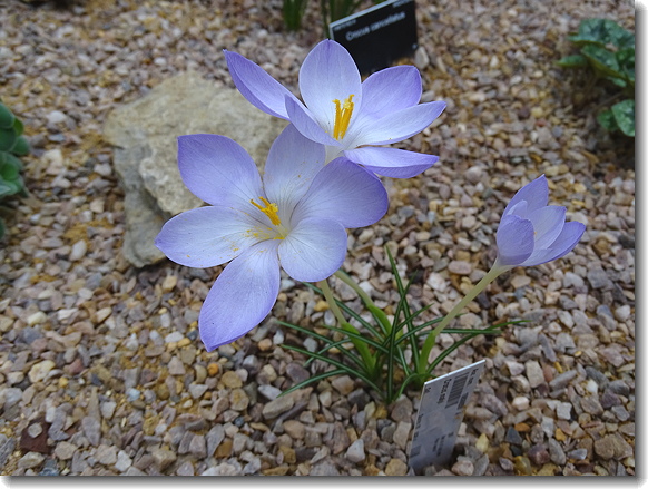 crocus