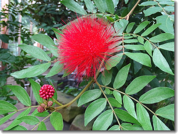 red flower