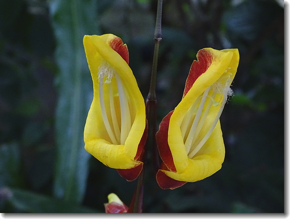 Wax Flower